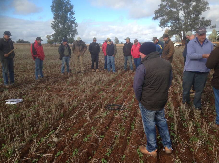 Cropping field day: Emergence for some of the paddocks dry sown in April was patchy, and the heavy rain in early May caused crusting particularly on lighter soils. Photo: John Lacy