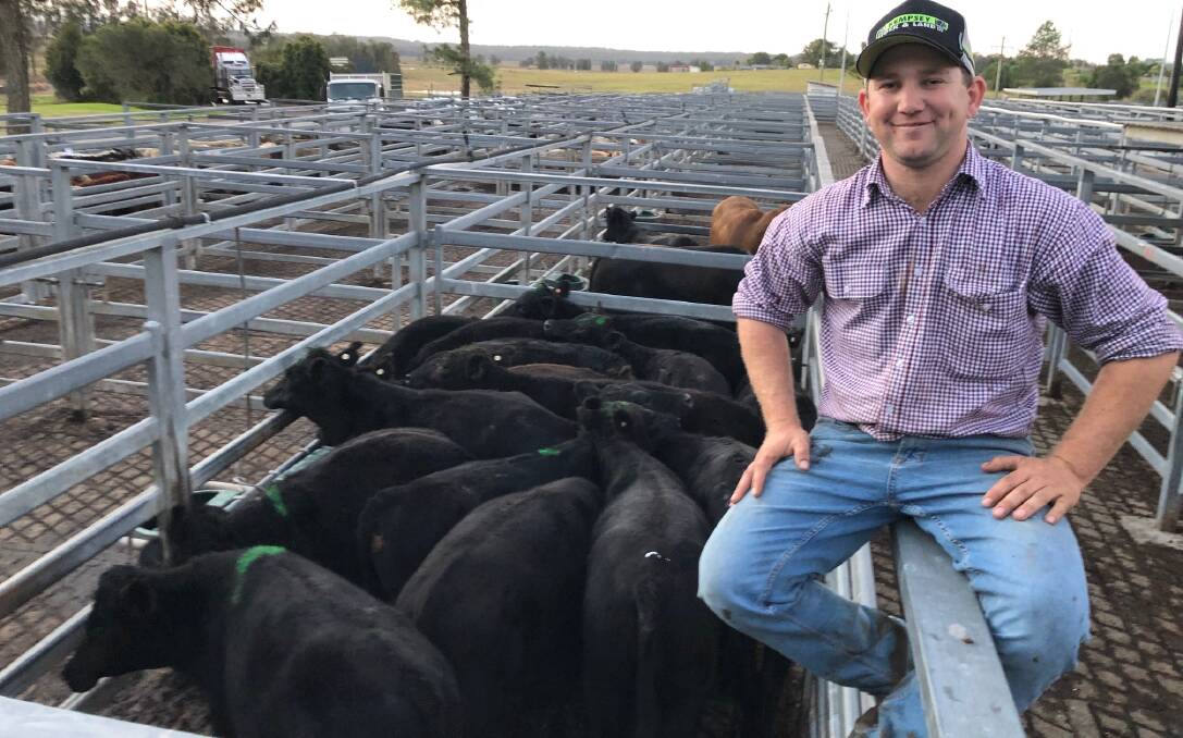 Kempsey Stock and Land agent Aaron Sutherland with the pen of Angus steers offered by Dion Villiers, Collimbatti, at the dearer sale at Kempsey. Photo: Samantha Townsend
