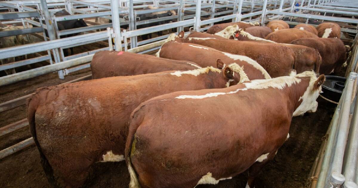 Hereford steers weighing 952kg sold for 320c/kg to make $3048 at Yass. Nick Harton, Jim Hindmarsh and Son said the market was very solid for this time of year. Photo: SELX
