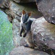 Brush-tailed wallaby in the Warrumbungle Ranges. Photo: Dept of the Environment 