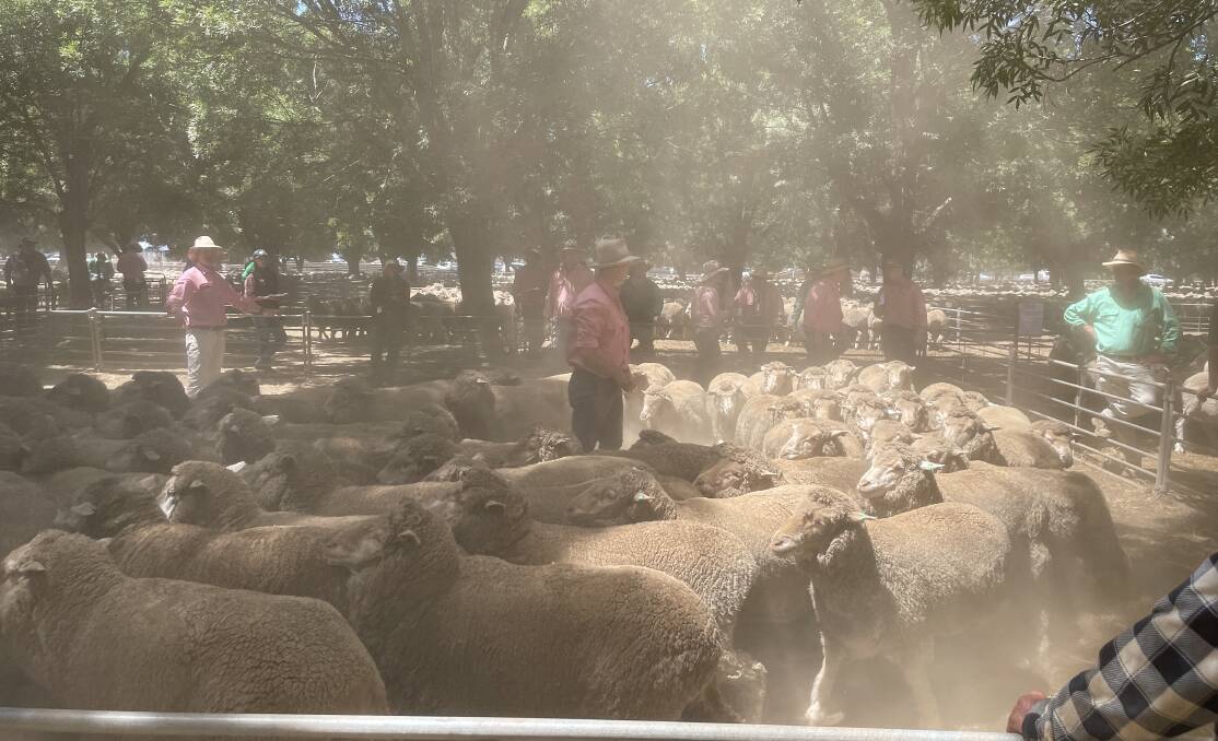 At Deniliquin, Merino ewes sold to $134 in a very good offering of Riverina-bred sheep.