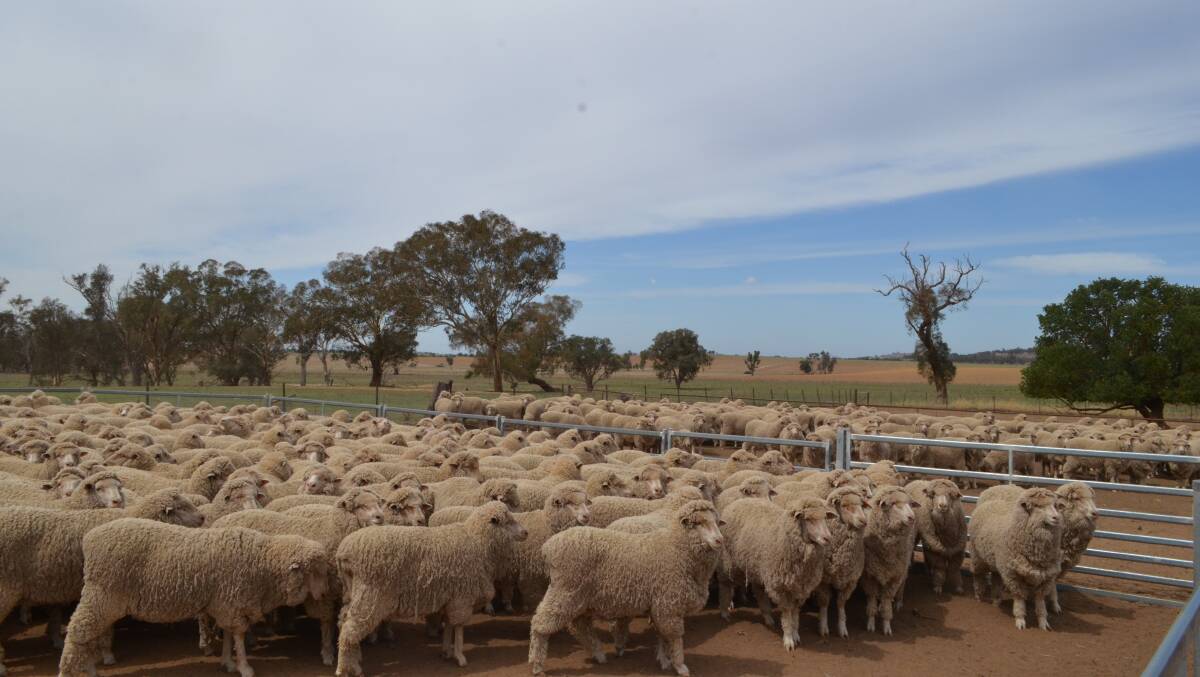 How well are your Merino ewes surviving in your environment - do you have a written breeding objective with clear and reasonable goals?

