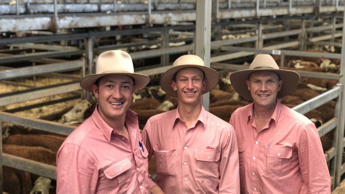 Oliver Mason and Harry Cozens, Elders Albury, with Matt Tinkler, Victoria/Riverina livestock manager in front of the run of Tarabah Livestock Company Hereford steers. Photos: Elders, Albury
