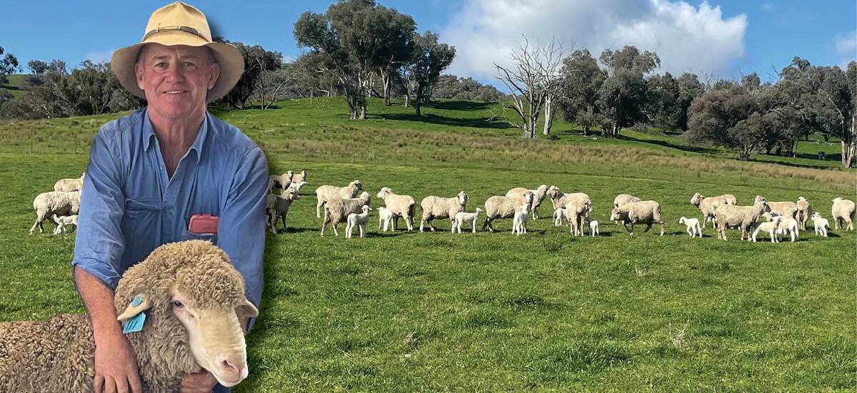 Paul Graham with lambs by the top-priced Blyth Merino ram he bought at last year's sale. 
