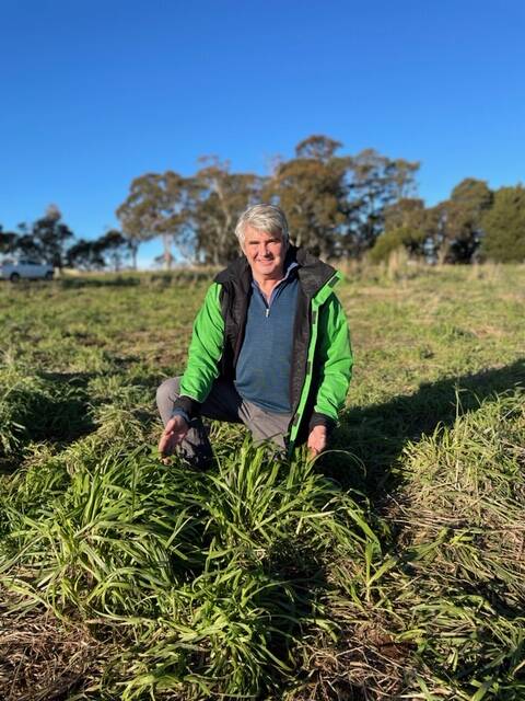 Andrew Harborne, Crookwell, in a paddock of SF Jerronimo prairie grass showing high winter activity. Photo: supplied
