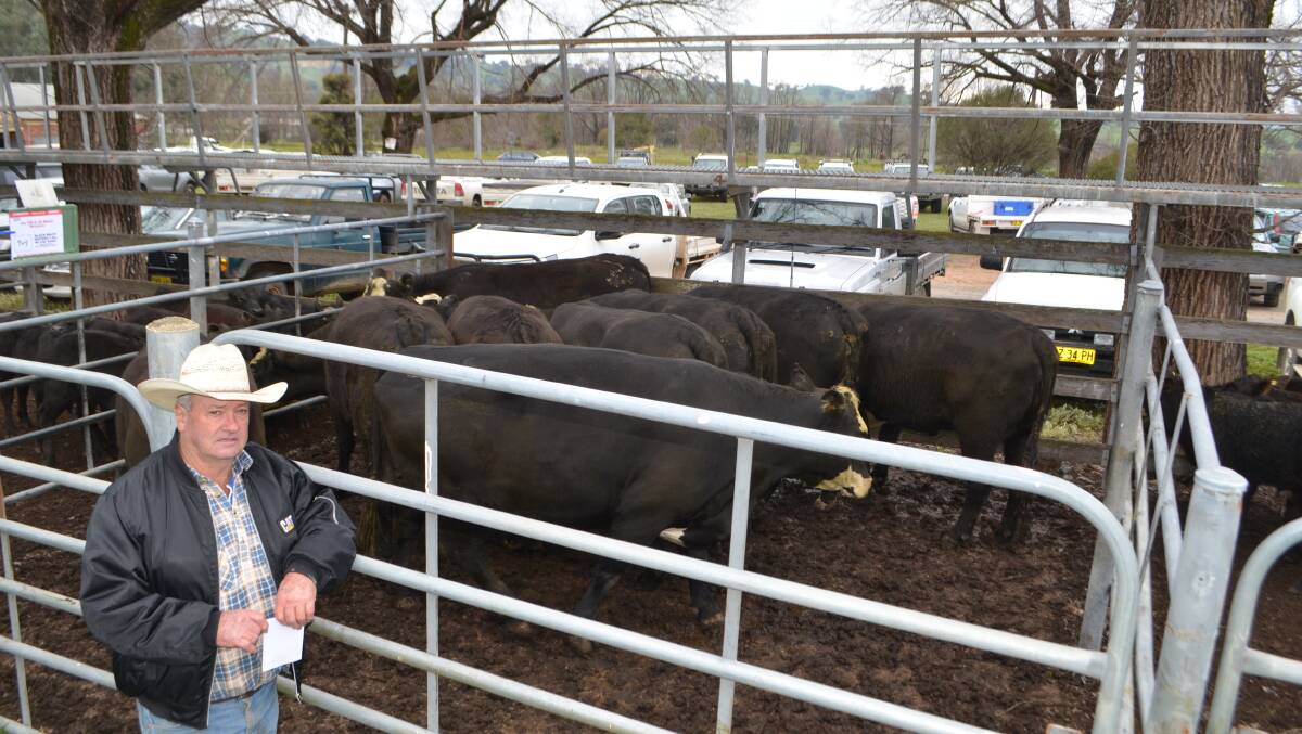 Vern Walsh, McLearys, Tumut Plains sold nine black baldy cows with first calves for $1900. "This is the best start to the season I've seen for a long time," he said. "Not too wet and warm enough and we've been getting some good falls of rain consistently."
