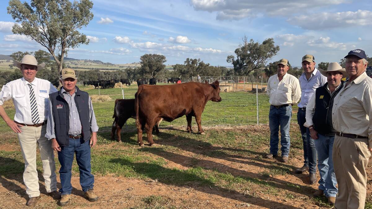 Record price - Paul Dooley, Gerald Spry, Matt Spry, Nick Hill, James Brown, Ray White Albury and buyer Tony Rutter, Tarcutta, with Sprys Miss Buddy sold for $95,000.