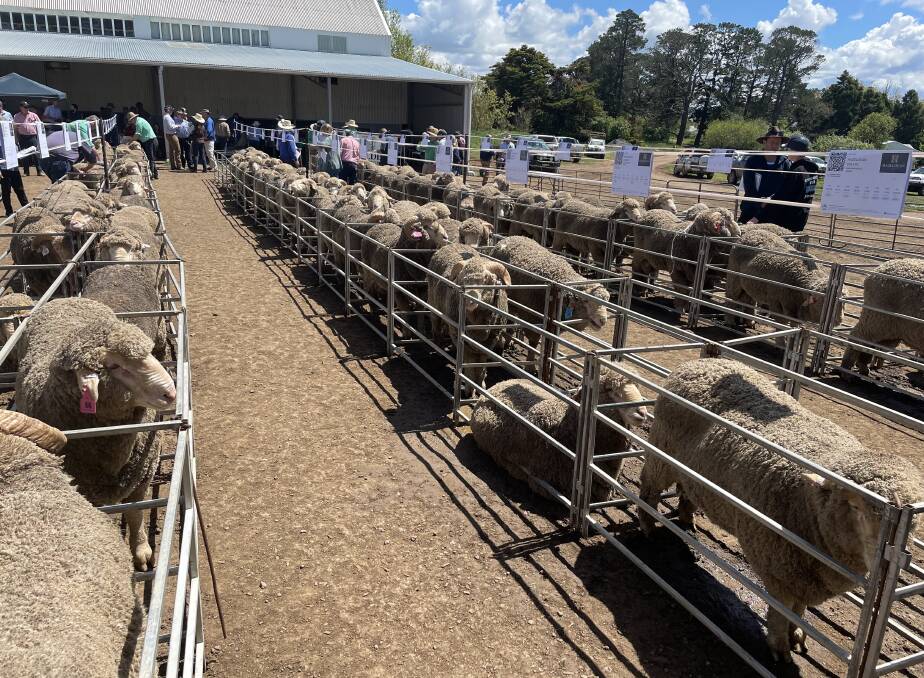 Before the sale at Hazeldean, Cooma, when 250 Merino and Poll Merino rams were penned for scrutiny by the many return wool growing clients. 