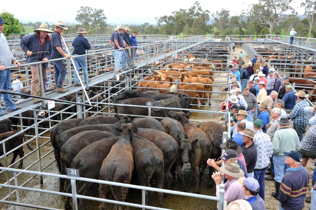 Stewart Smith, Chester and Smith, Bega, quoted the store sale at Bega as very strong for cattle in excelelnt condition. File photo