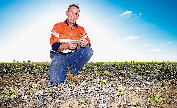 Disappointment: Farm manager John Stevenson from Lockhart tested chickpeas for their suitability for cropping across Warakirri's Orange Park farm. However, dry conditions meant he did not harvest the crop. Photo: Nicole Baxter GRDC GroundCover Issue 137