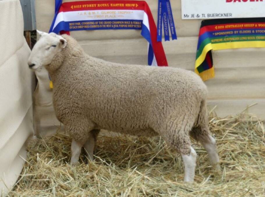 The top priced ram at $3250 sold to Sarah Evans, Saree Border Leicester stud, Berridale. "I liked his depth and length," she said. Photo: AuctionsPlus