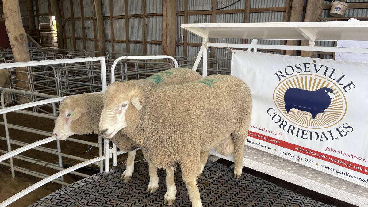 The two Corriedale rams bought by rteurn Ron Blekemore, Dunedoo, for $4000 each at the annual sale at Kingsvale on account the Manchester family.