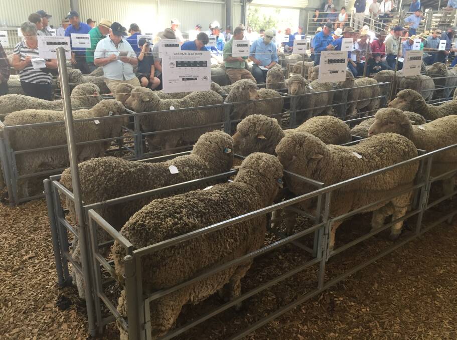Poll Merino and Merino rams penned for sale at Hazeldean, Cooma