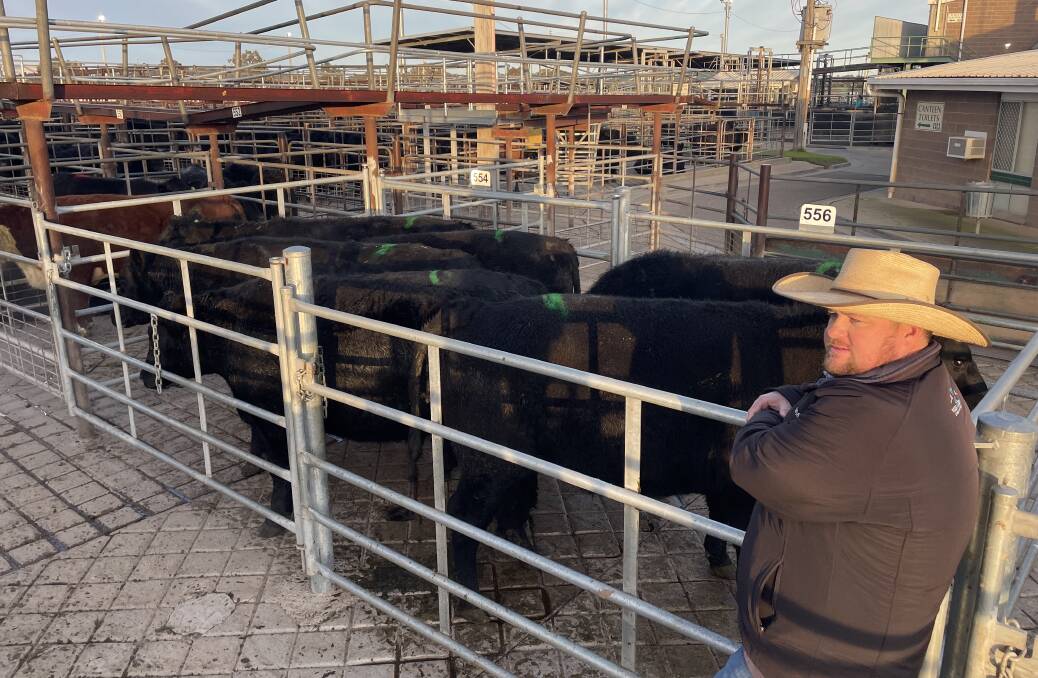 Joe Wilks, Wilks and McKean Livestock and Property, Wagga Wagga, with the pen of six Angus steers weighing 780kg sold by RA and C Meyers, Tumut, for $3081. Photo: Stephen Burns