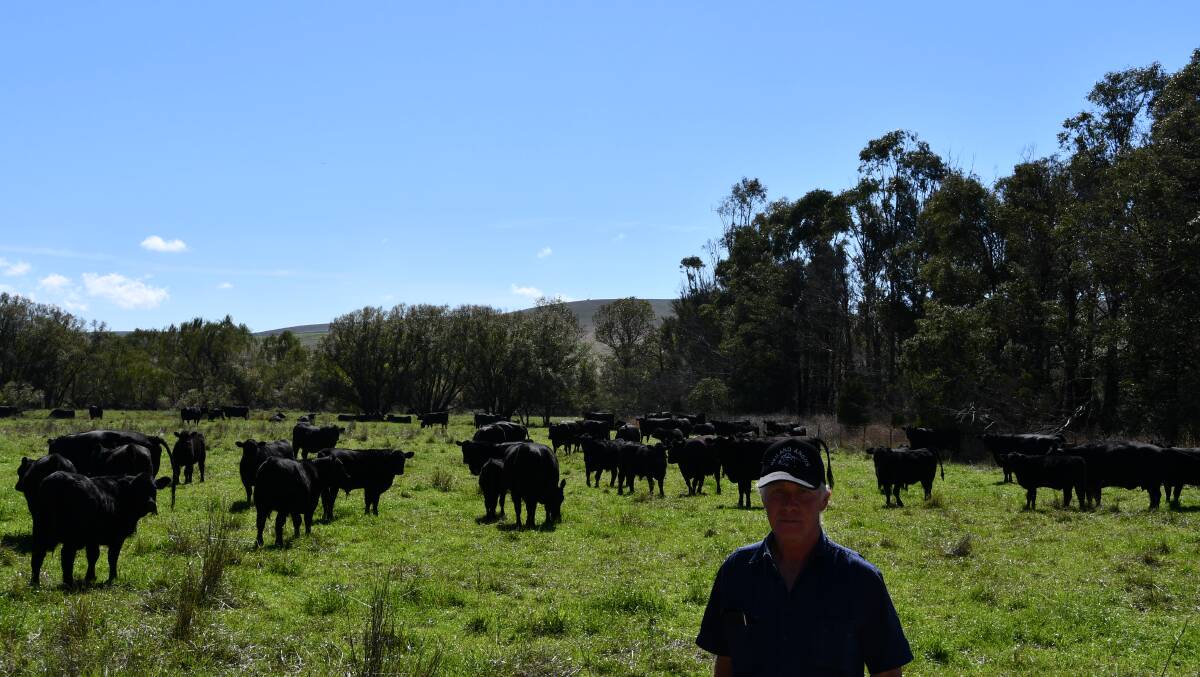 Ken Cobban with the mixed-age Reiland-blood Angus cows at Merrilla, Goulburn and their spring-drop calves soon to be weaned.
