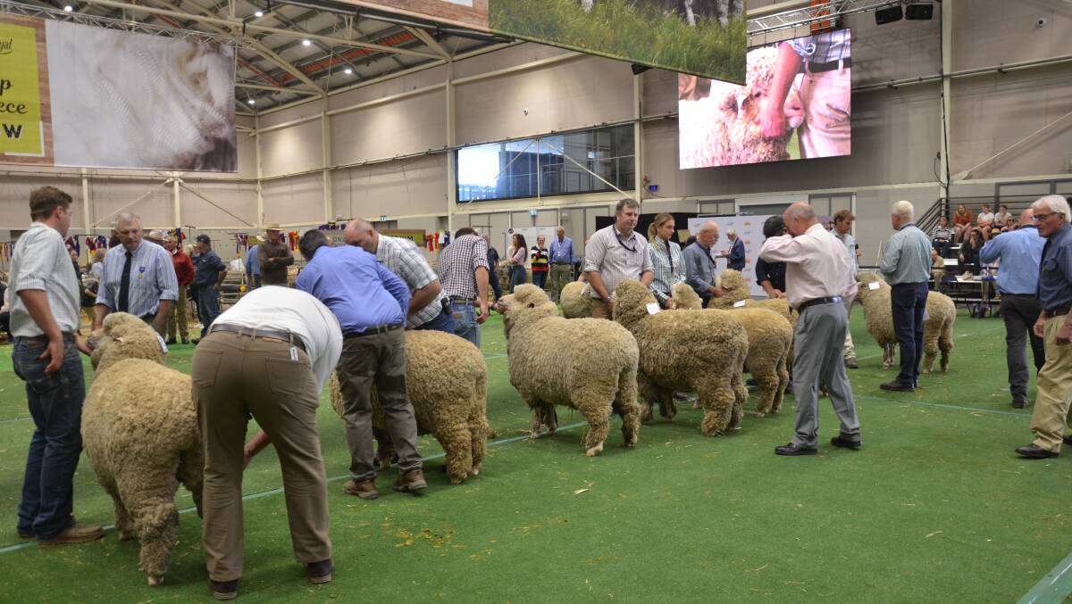 Judging the supreme Merino ewe during the 2023 Sydney Royal Merino Sheep Show. Picture by Catherine Miller 