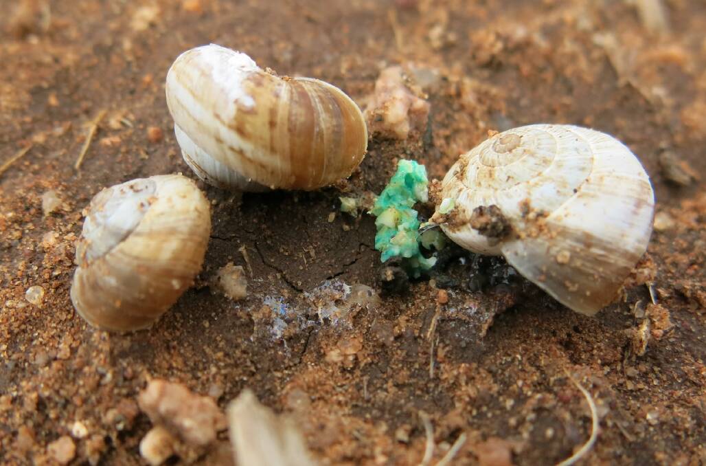 Snails having baiting. Photo: supplied