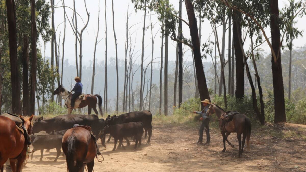 Muster: Smoke haze is visible through the bush as the McCormack family steadily bring their cattle back out of the mountains earlier than usual. Normally the cows and calves would stay until the cool autumn months when they would start to move off the mountains. Photo: Rhyll McCormack 