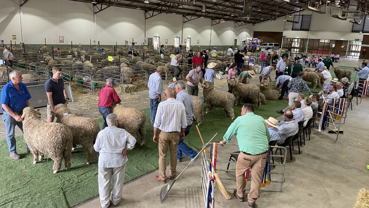 On the mat at the 2023 Great Southern Supreme Merino show in Canberra