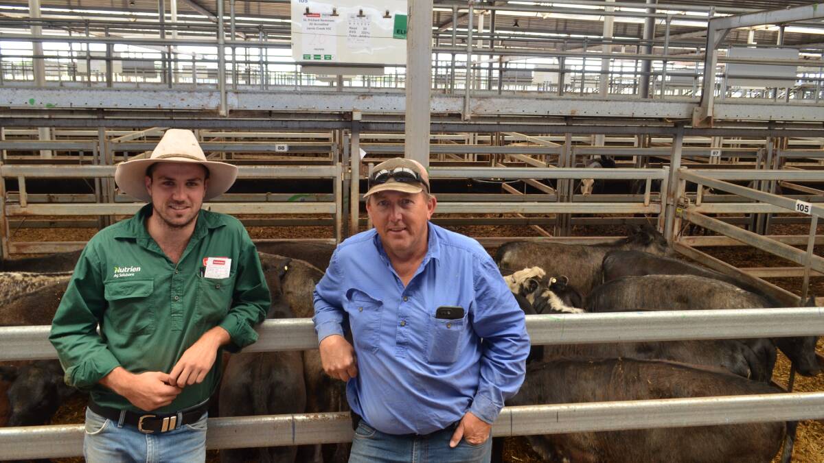 Wade Ivone, Paull and Scollard Nutrien, Myrtleford, Victoria bought 20 Angus/Shorthorn heifers weighing 322kg for $1445 a head from Greg Pritchard, Jarvis Creek, Vic. 