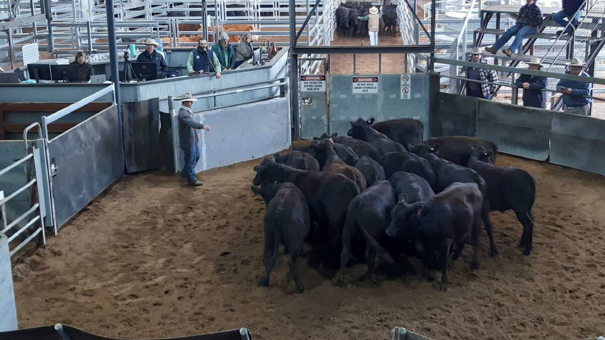 Angus heifers sold to $1040. Photo: supplied