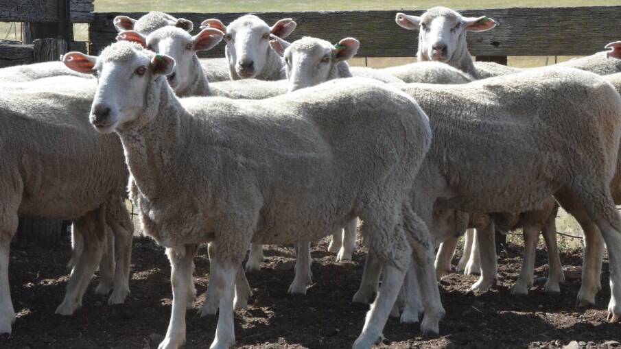 First-cross ewes sold for $327 during the annual Bombala feature sale. Photo: AuctionsPlus
