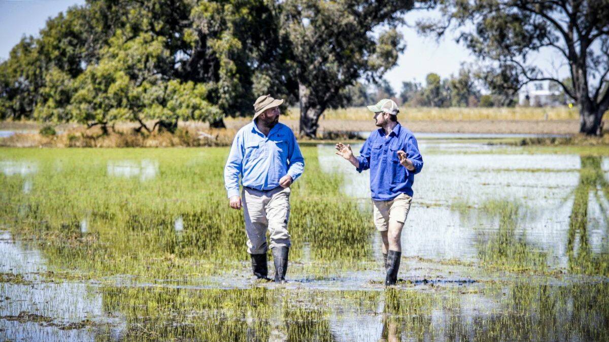 In the water: Aussie rice farmers are among the most efficient in the world. Photo: Vera Hong.