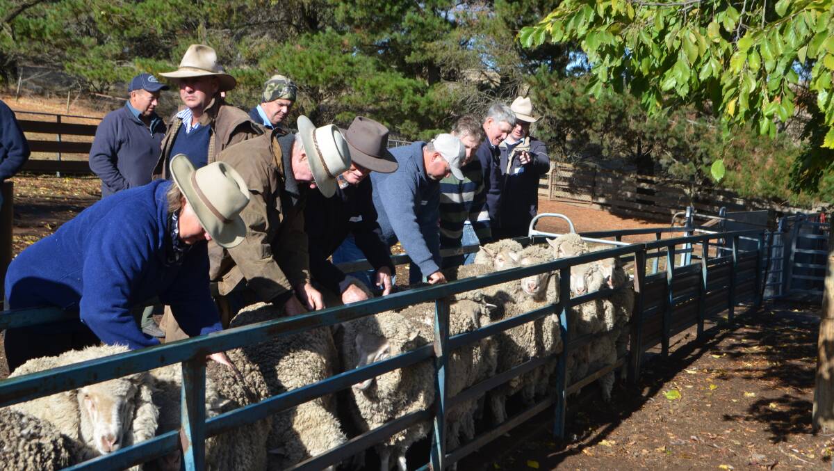 Spectators looking over maiden Merino ewes during past Berridale ewe competitions.