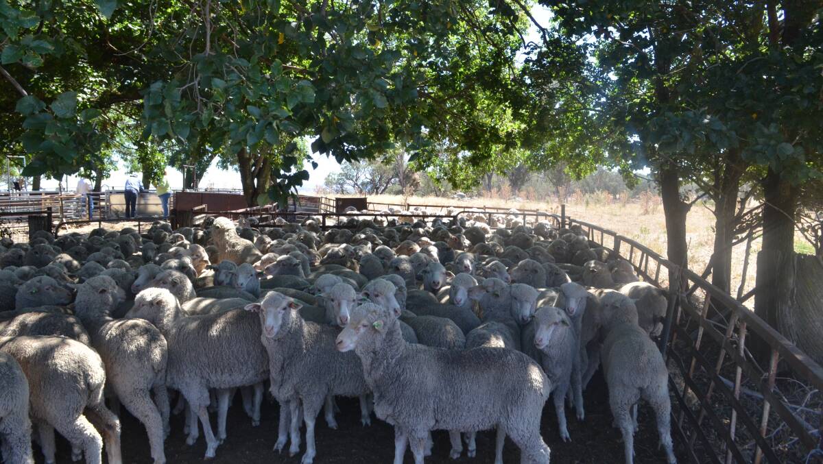 Easy care Merino ewes at Wongalea, Binda.