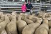 First-cross ewes at Yass sell to $410| Photos