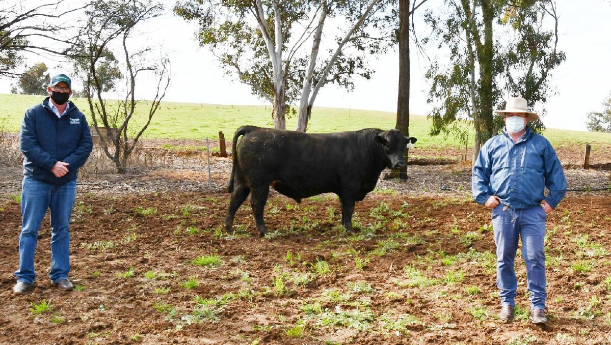 Scott Myers with Injemira Beast Mode Q192 sold for $20,000 by Injemira Angus stud, Book Book, principal Marc Greening.
