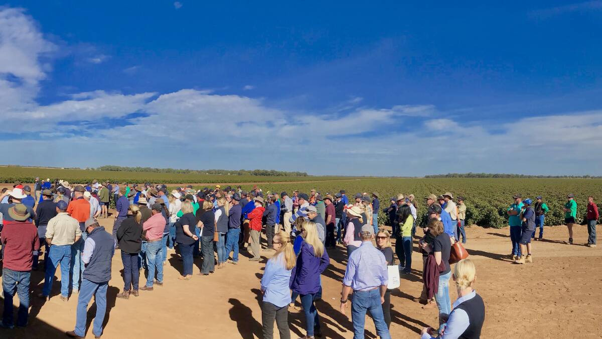 The Field Day provided growers and industry participants with the opportunity to see Cavaso Farming’s operations in action.