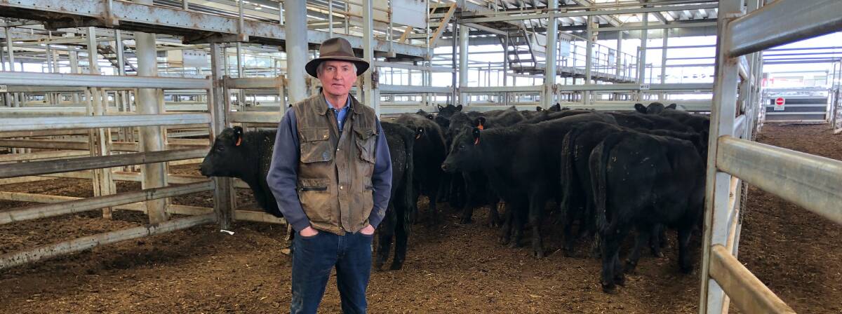Peter Ruaro, Peter Ruaro Livestock, Wodonga, purchased this pen of 29 Angus steers, EU-accredited and weighing 359kg sold on account Old Cobran Pty Ltd, Mullengandra, for $2000. Mr Ruaro's client was a traditional grass-fed bullock fattener. Photo: Peter Ruaro
