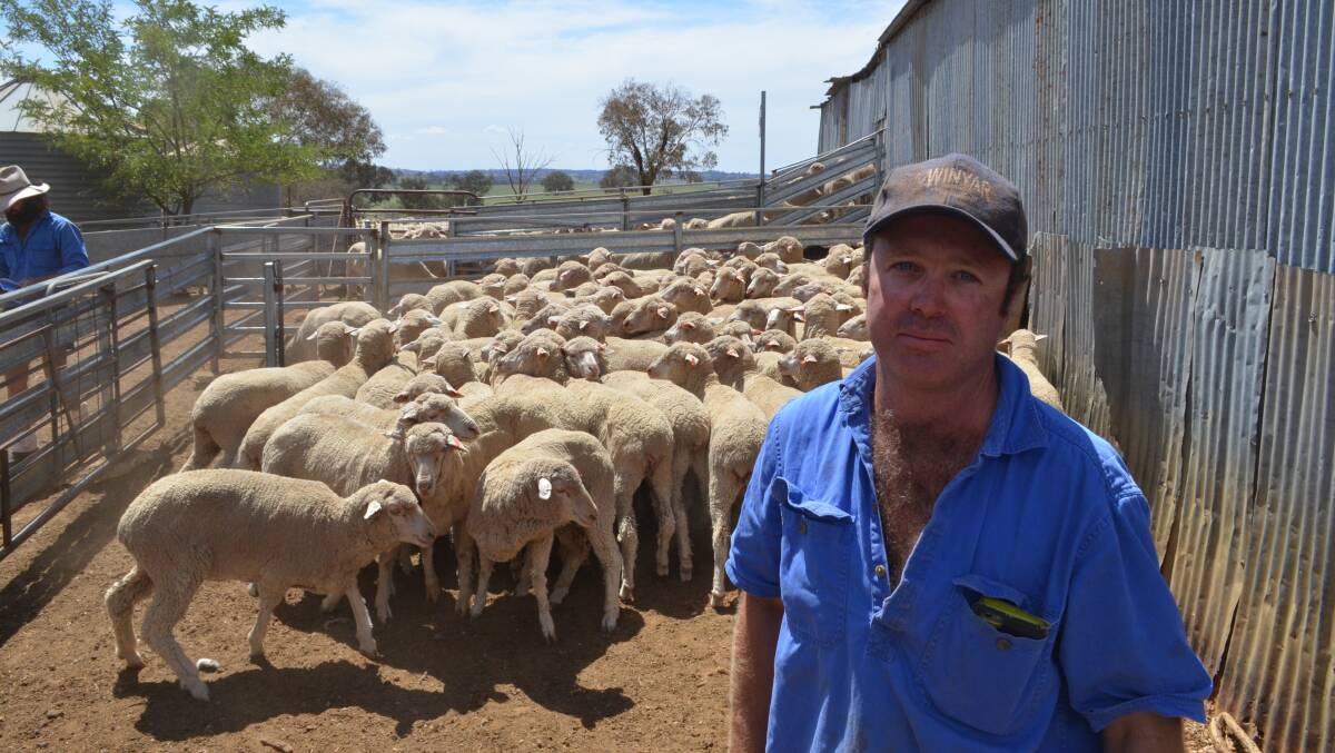 George Gregory with his Winyar-blood November-shorn ewes classed by Allan Dawson.
