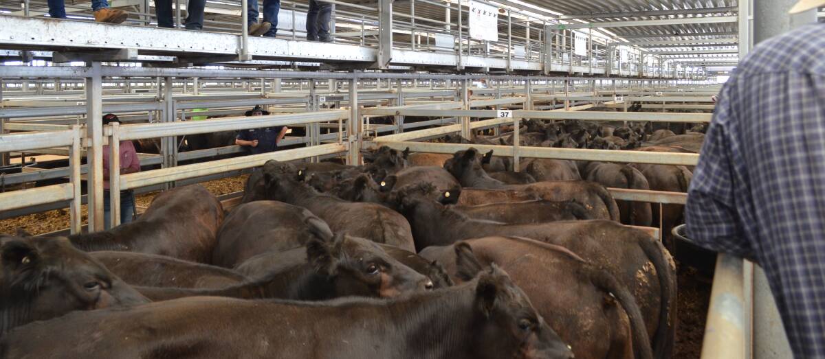 Angus steers weighing 400kg sold for $1885 at Thursday's NVLX Wodonga store cattle sale.