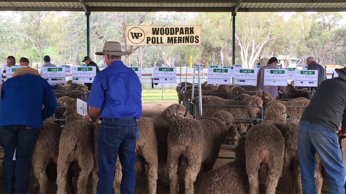 Poll Merino rams top at $13,000 when Stephen and Carol Huggins, Woodpark Poll, Jerilderie offered 140 rams for their annual auction. 