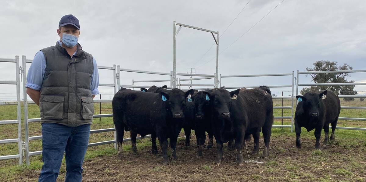 First sale: Dane Rowley, Springwaters Angus, Boorowa, with a draft of the yearling bulls offered for public auction through AuctionsPlus and Elders, Boorowa. Photo: Dane Rowley
