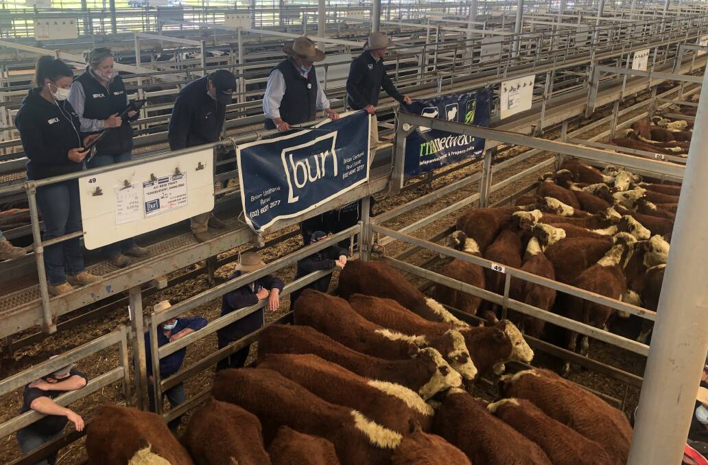 Light steers at Wodonga hit $2000 | The Land | NSW