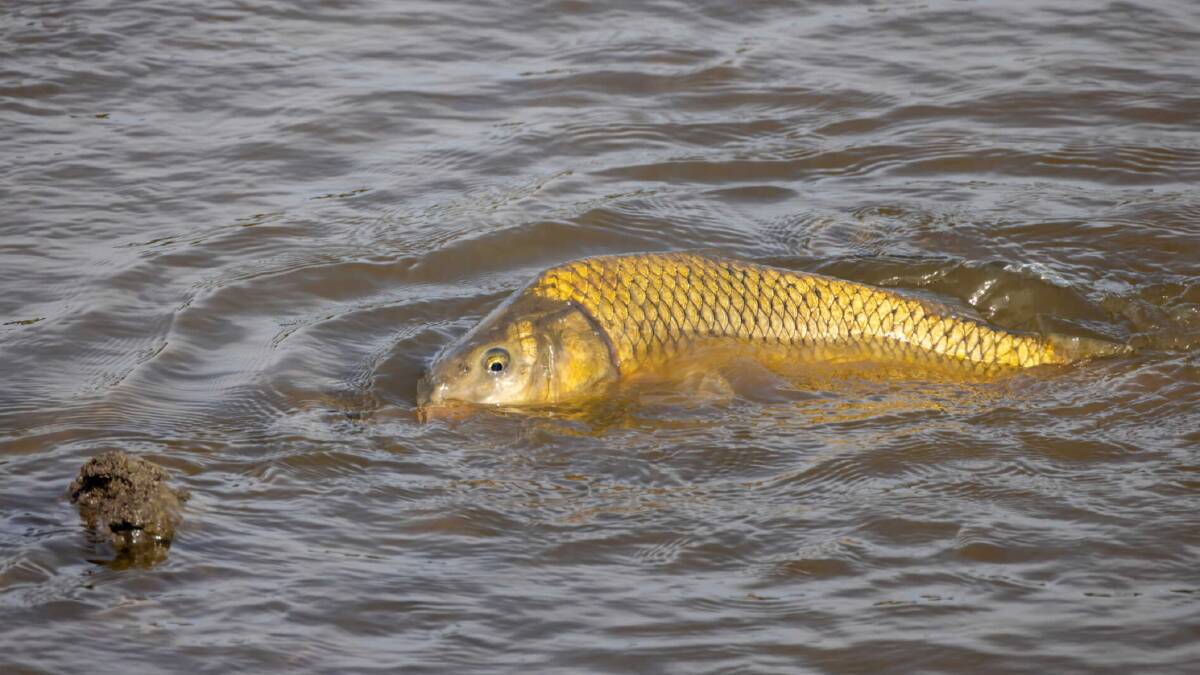 European carp in the water. Picture by OzFish Unlimited.
