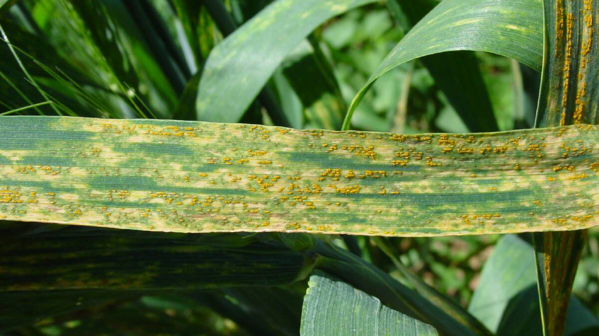 Be aware: Growers are urged to monitor crops for signs of wheat stripe rust and send sample, in paper packing, to the Australian Rust Survey. Photo: supplied


