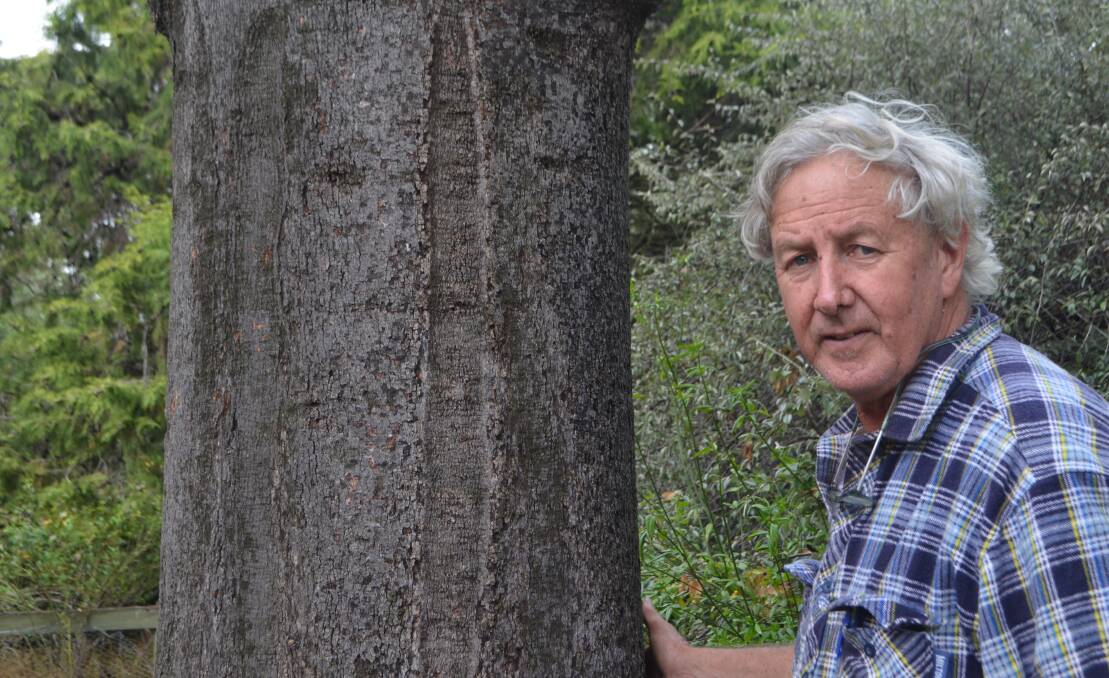 Charlie Massy beside the 400 hundred-year-old Kurrajong tree in the front of his house showing the scars of bark removed to make string by aboriginal women who lived on the Monaro prior to European settlement.
