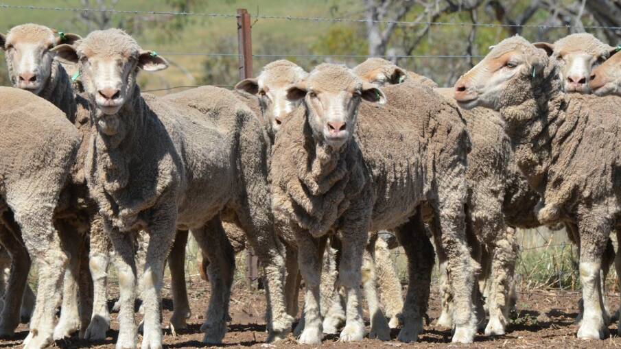 Merino ewe hoggets sold for $240. Photo: AuctionsPlus
