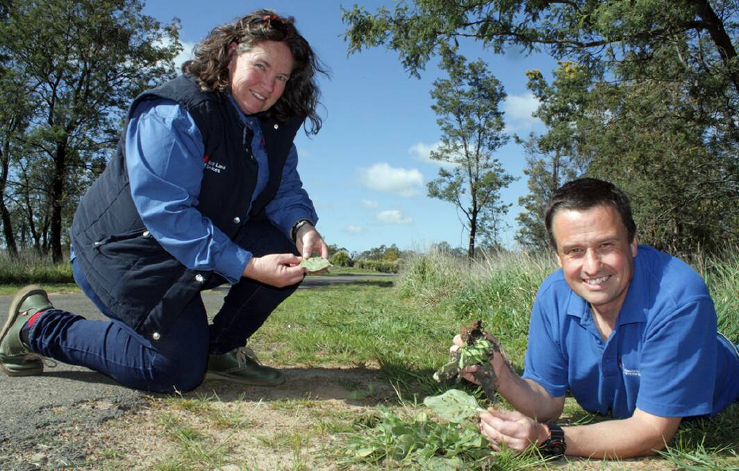 Central Tablelands LLS regional weeds coordinator, Marita Sydes and NSW DPI weed biocontrol scientist, Andrew McConnachie find evidence of biocontrol agent damage to Paterson's curse plants near Orange. Photo: NSW DPI