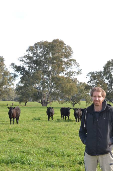 Dave Ferguson, Kimo Partnership, Gundagai, with a selection of 11-month-old Angus steers weighing 378kg which sold for $1550 a head on AuctionsPlus last Friday.
