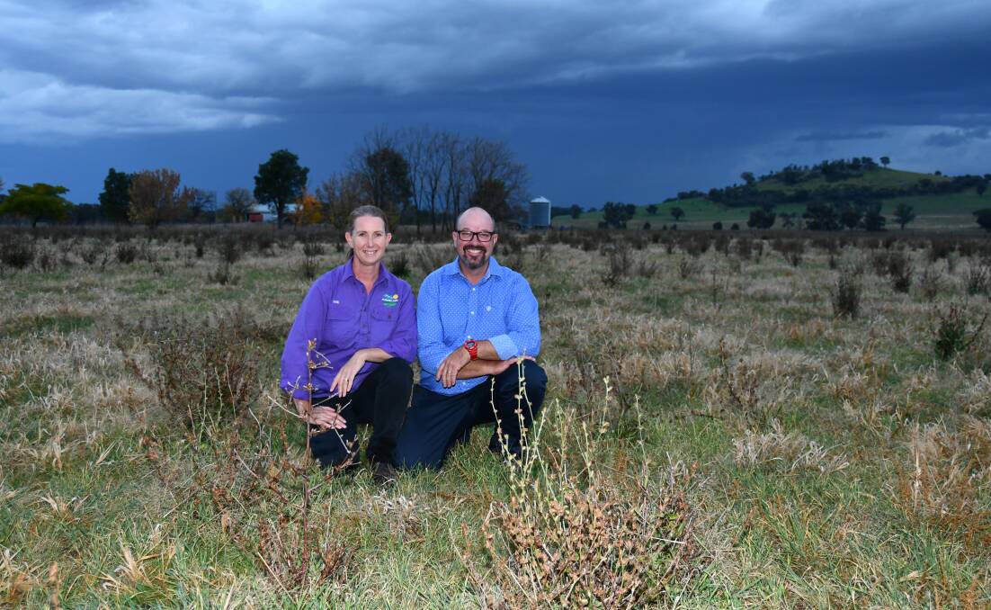 Katie and Brad Collins, in a paddock of 100pc ground cover and featuring mixed species - chicory, clovers, ryegarss, and wallaby grass.