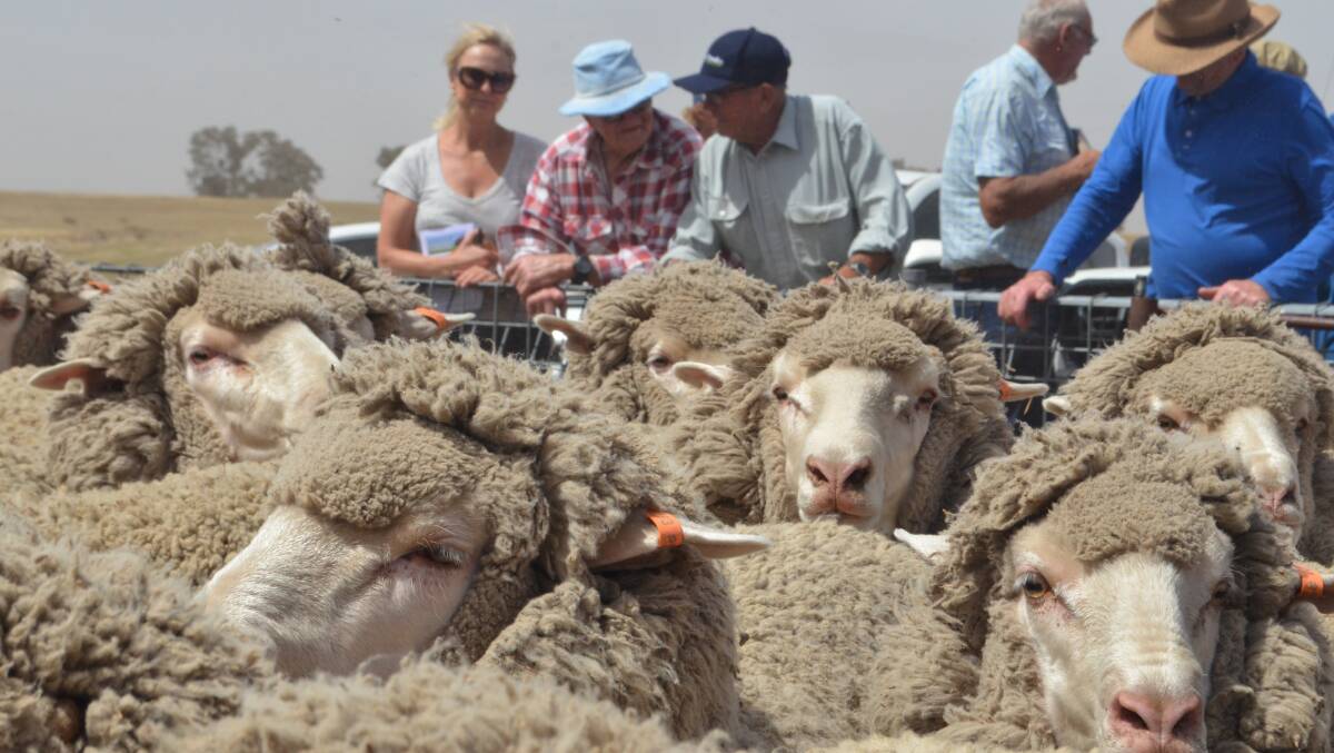 Spectators admiring the Thalabah-blood flock entered by Brad and Maria Cartwright, Kempton, Laggan which was announced the winner of the 12th ANZ Crookwell Merino ewe competition.