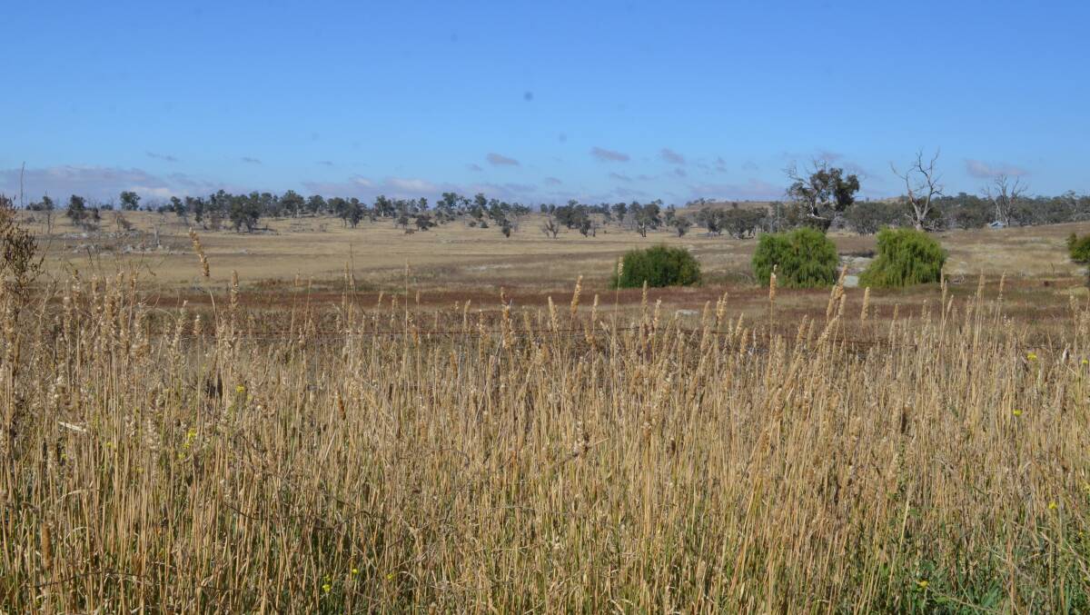 A mix of imporoved and native grass pastures on Coolrington.

