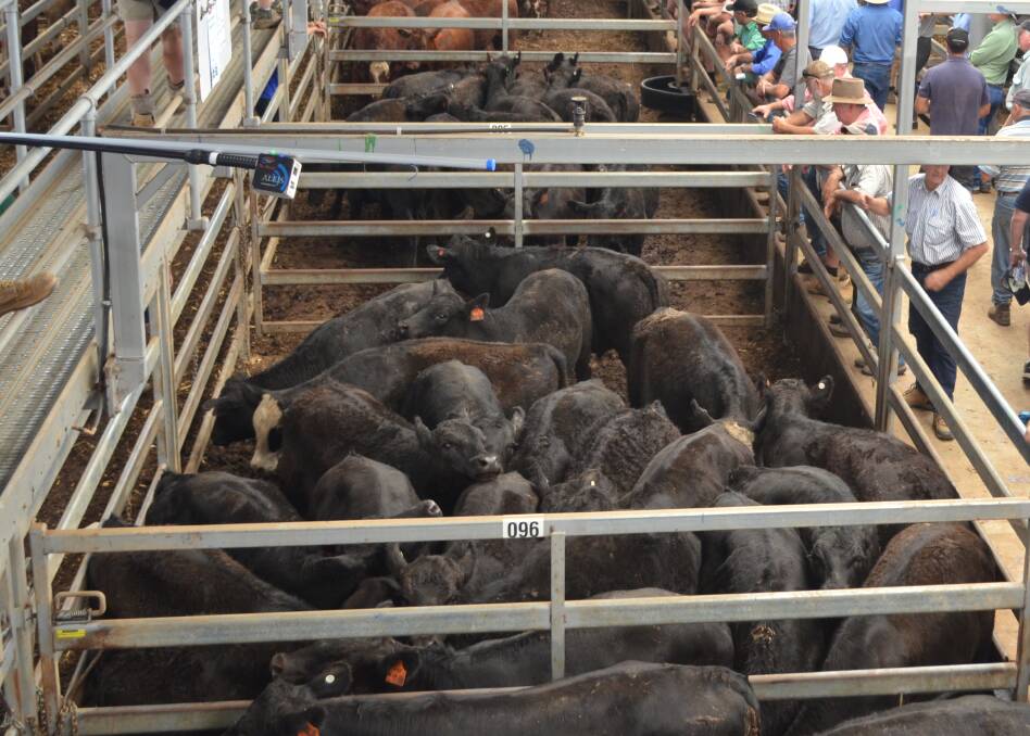 Limited buying support at last Thursday's store cattle sale at Northern Victoria Livestock Exchange, Wodonga, meant secondary cattle slipped in value up to $100 according to Michael Unthank, BUR, Wodonga.
