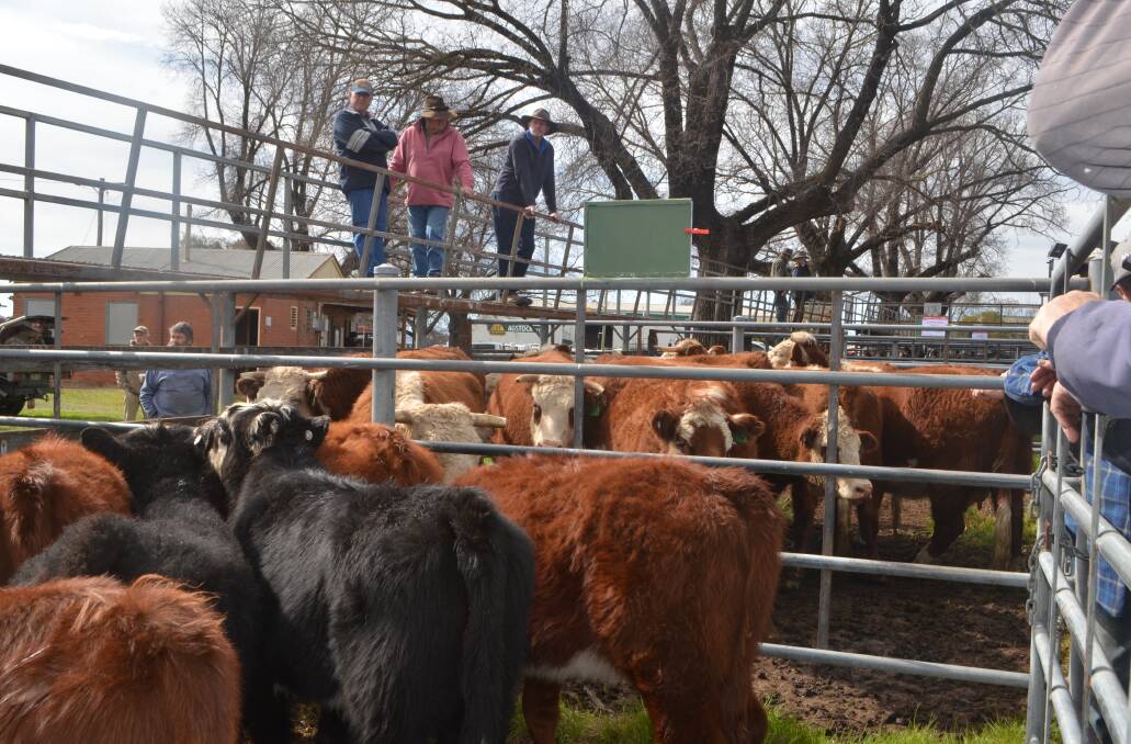 Hereford cows, four to five years, with calves sold for $1400 at Tumut