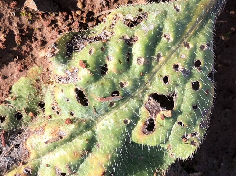 Look for shot holes in Paterson's curse leaves which indicate weevils are on the job. If you see holes, don't spray plants now as crown and root weevils can kill Paterson's curse plants. Photo: NSW DPI
